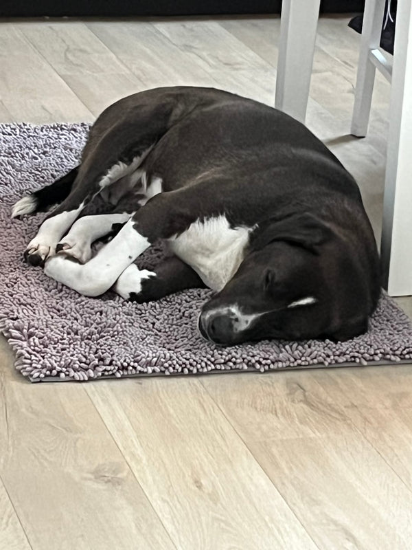 Hund på Nordist™ Mat