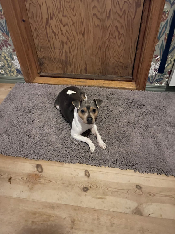 Hund på Nordist™ Mat