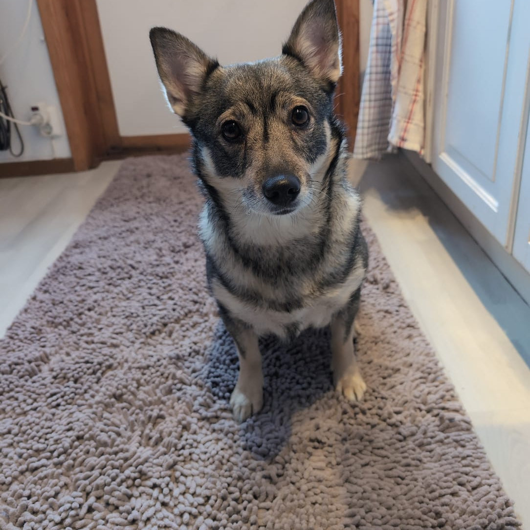 Hund på Nordist™ Mat