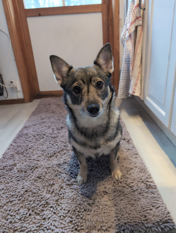 Hund på Nordist™ Mat