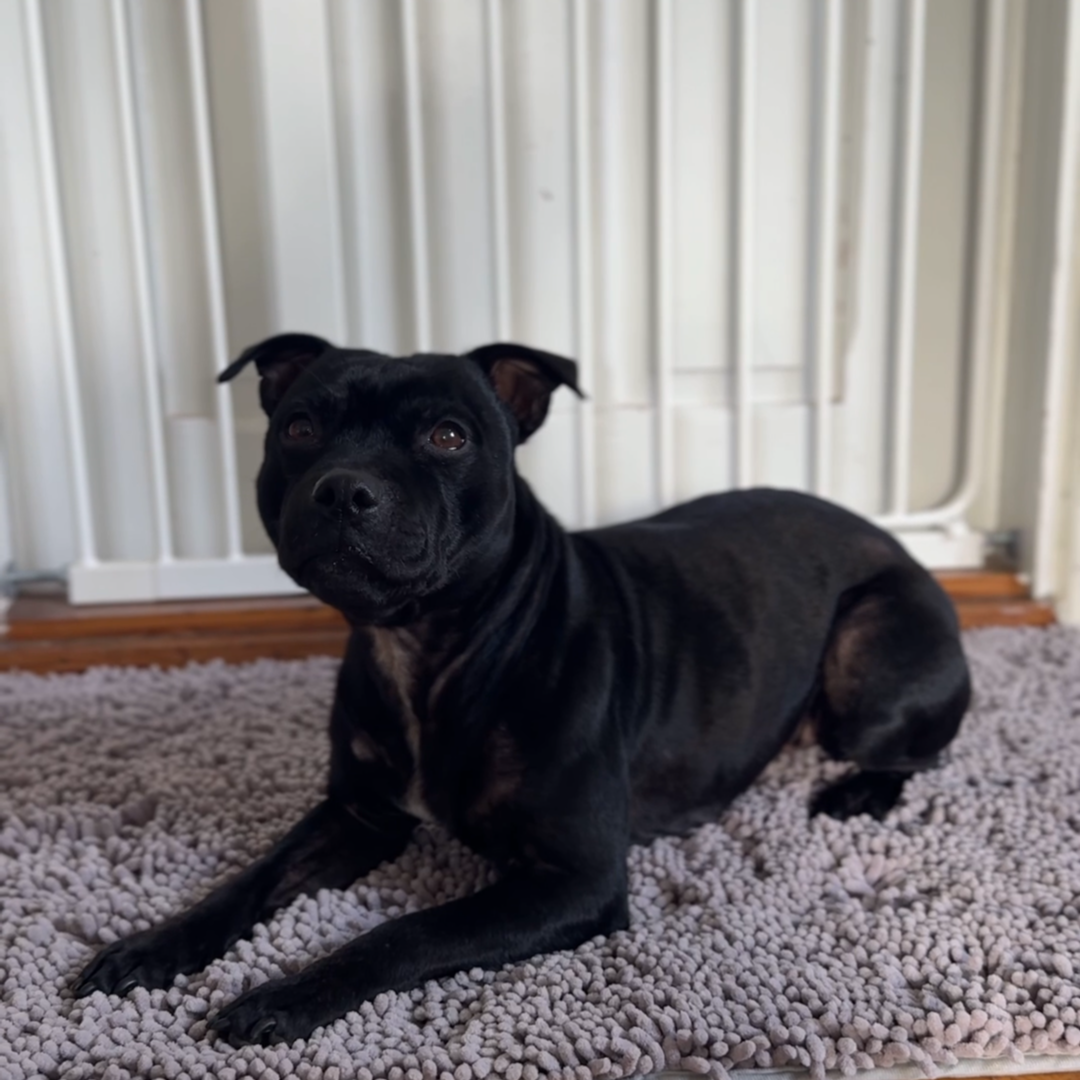 Tassify – Mattan som håller ditt hem rent