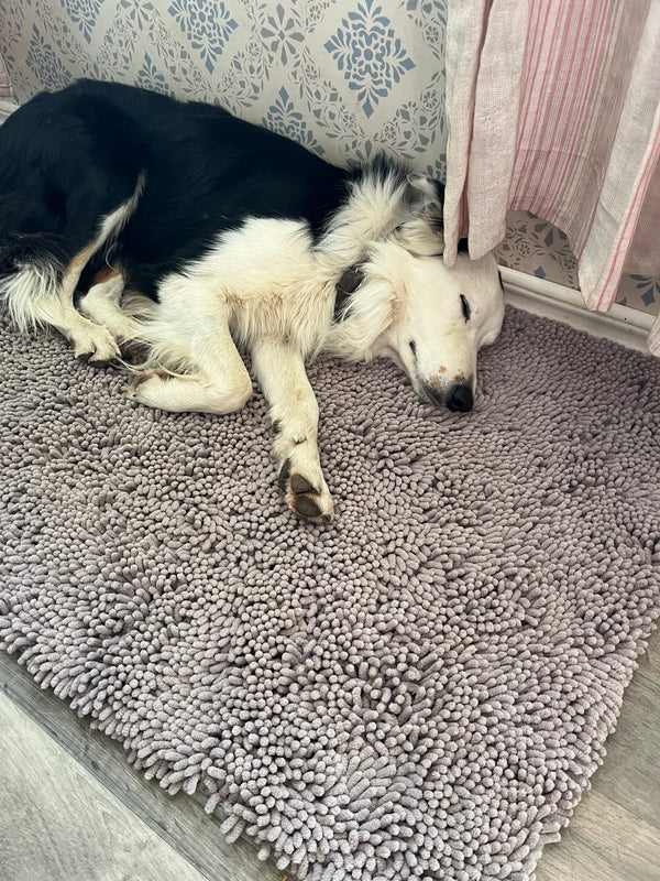 Hund på Nordist™ Mat